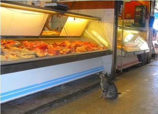 GATOS EN LA CARNICERÍA